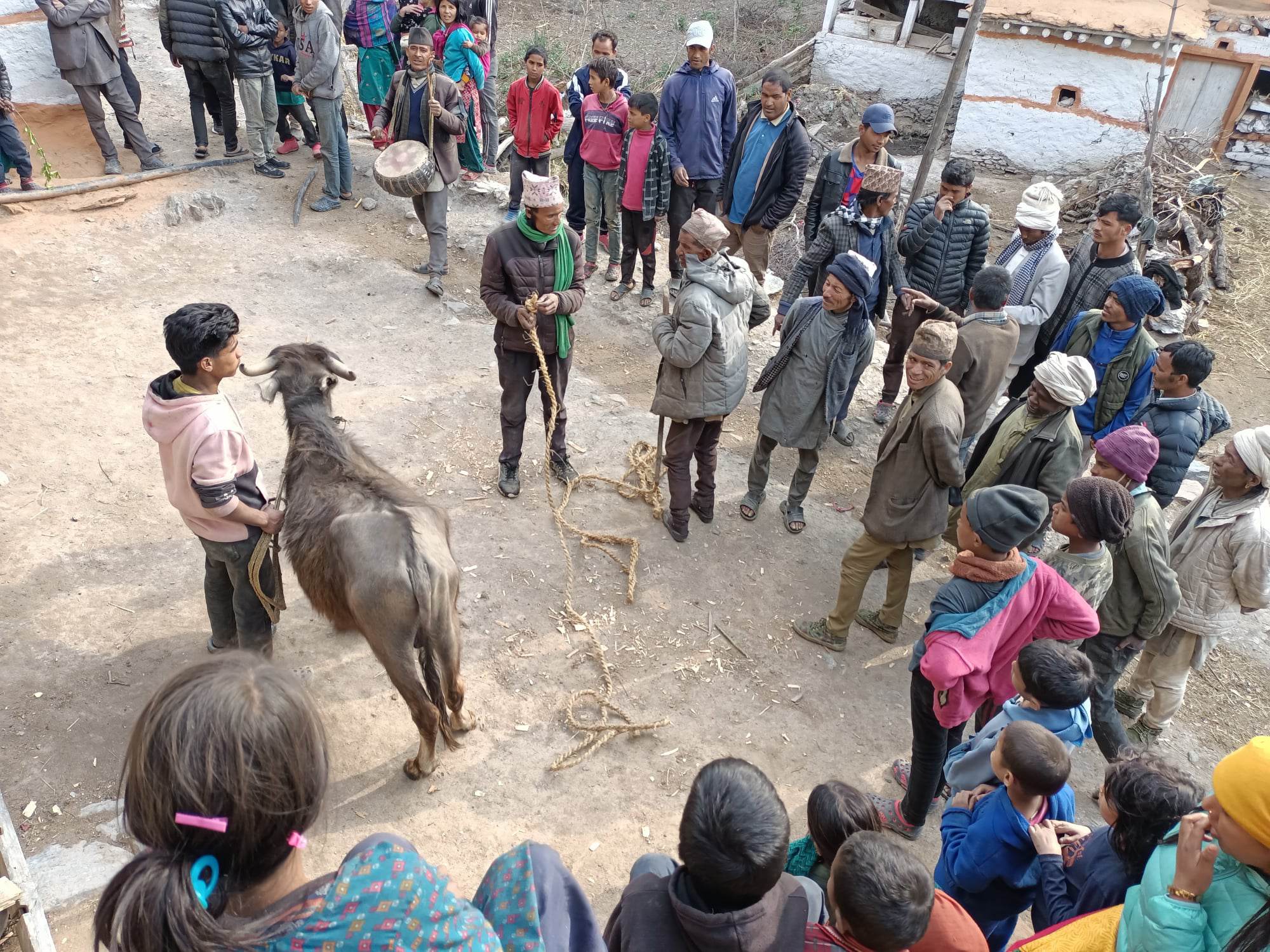 हावाहुरी र रोग हटाउन राँगाको बली