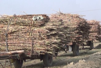 सर्लाहीमा चिनी मिल सञ्चालकले उखु ‘क्रसिङ’