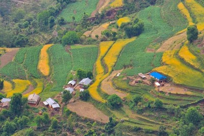 तरकारी बेचेरै करिब पाँच लाख आम्दानी