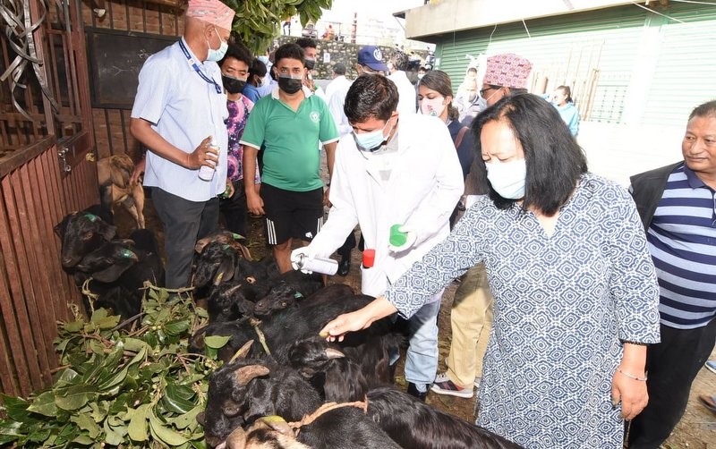 लाइसेन्स परीक्षाको उत्तीर्ण हुने पशु चिकित्सक दर बढ्याे